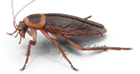 Roaches Treatment