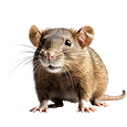 Rodent Control