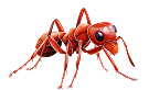 Ant Control
